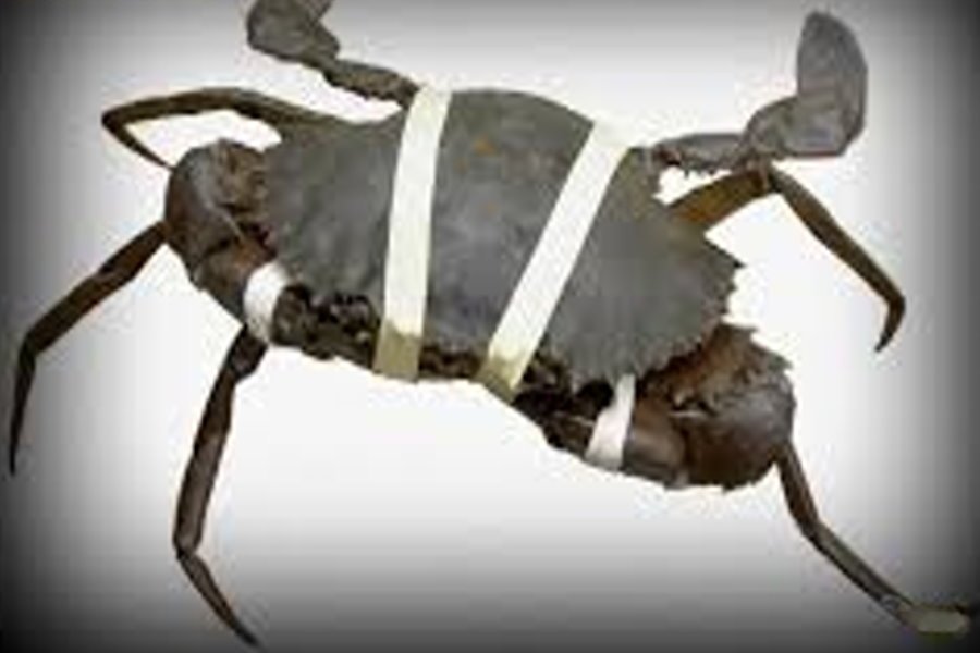 Lobster & Crab Rubber Band, Taiwan Lobster & Crab Rubber Band